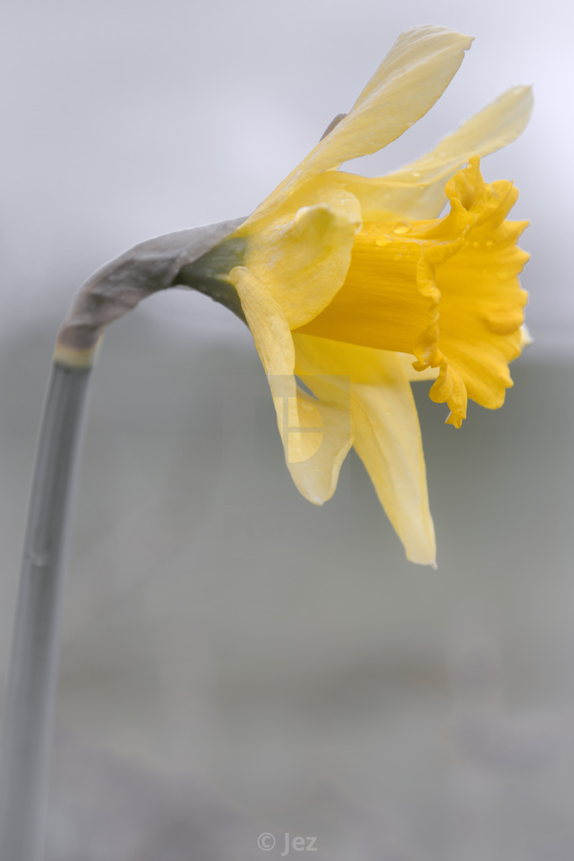 "Daffodil" stock image