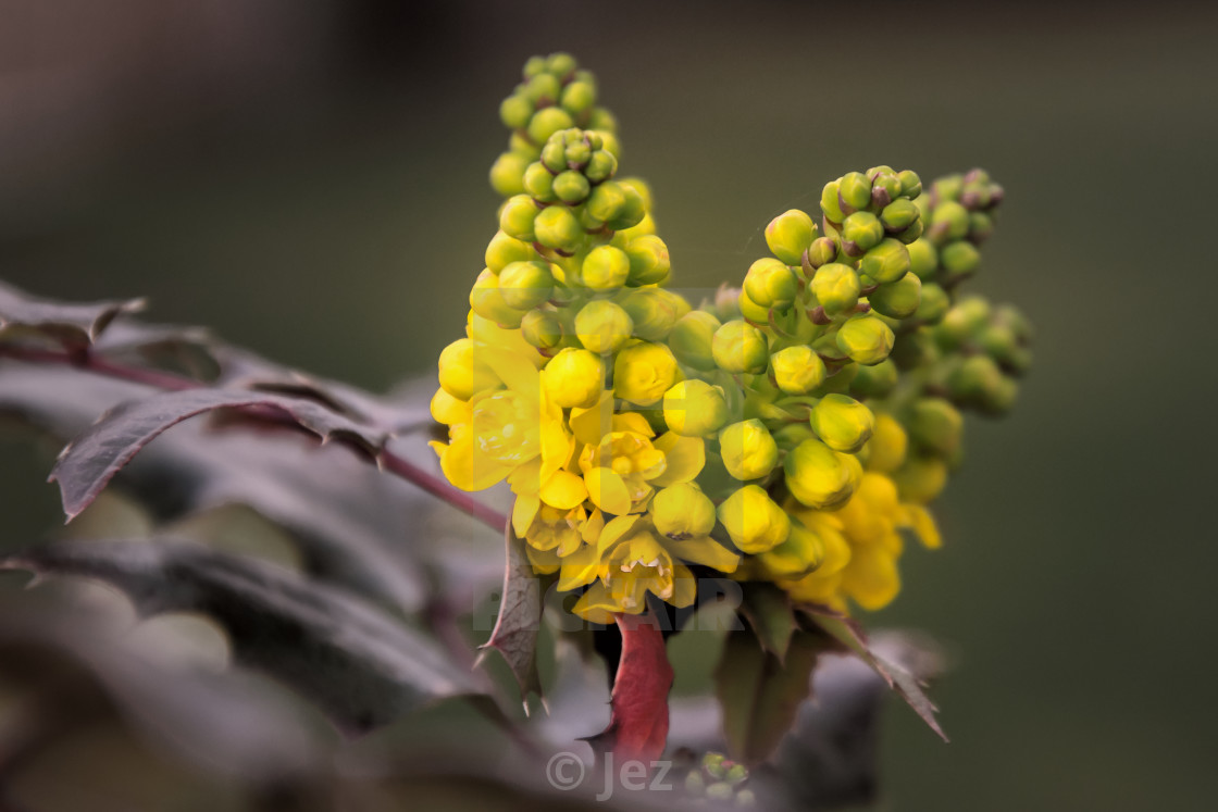 "Mahonia Aquifolium" stock image