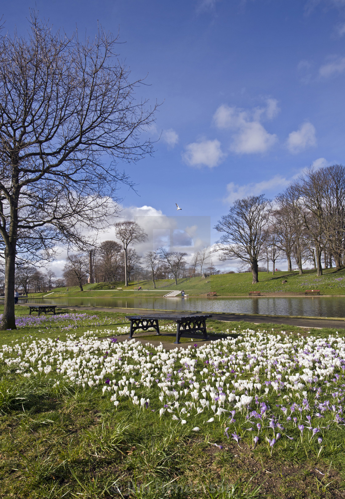 Aberdeen Duthie Park License Download Or Print For 31 00