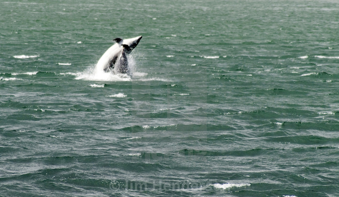 Aberdeen Harbour Dolphins License Download Or Print For 25 00
