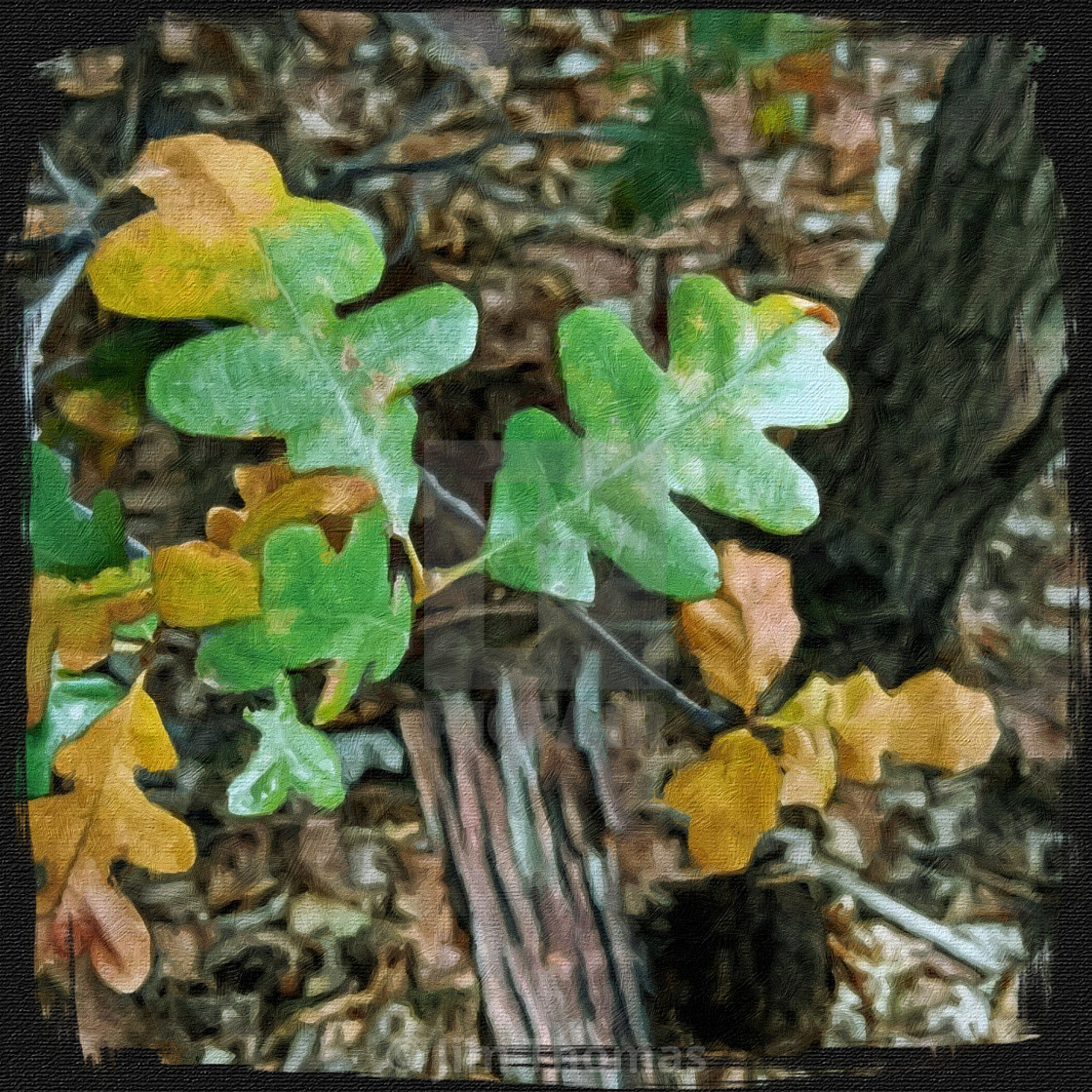 Gambel Oak Leaves License Download Or Print For 15 00 Photos