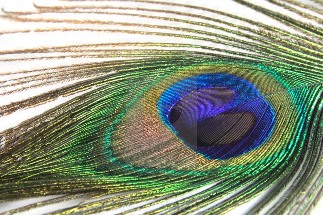 peacock feather background - License, download or print for £ | Photos  | Picfair