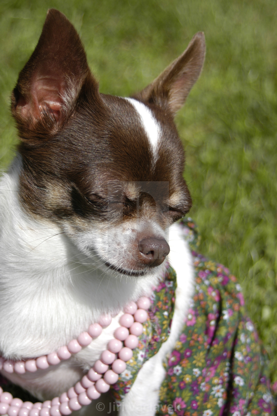 Brown And White Chihuahua License Download Or Print For 2 48 Photos Picfair