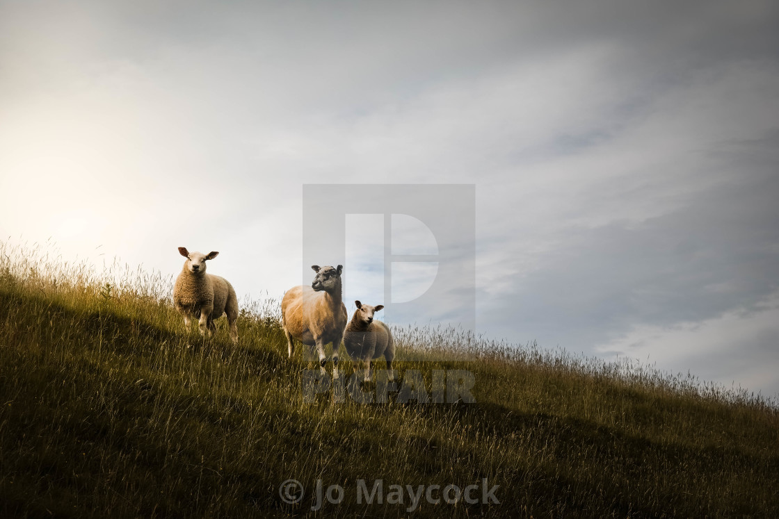 "Sheep in morning light" stock image