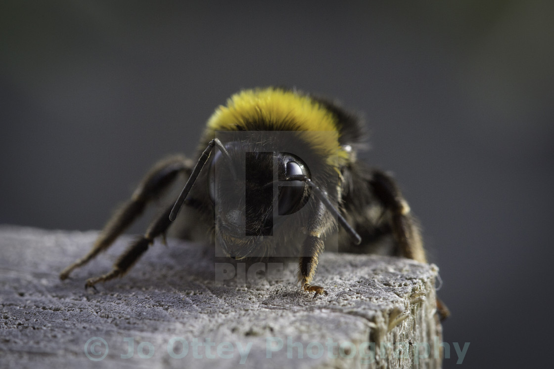 "Bumble Bee" stock image