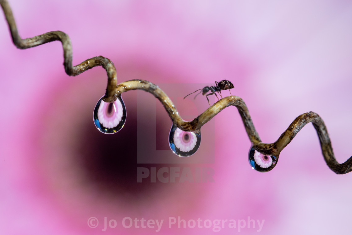 "Ant with daisy refraction droplets" stock image