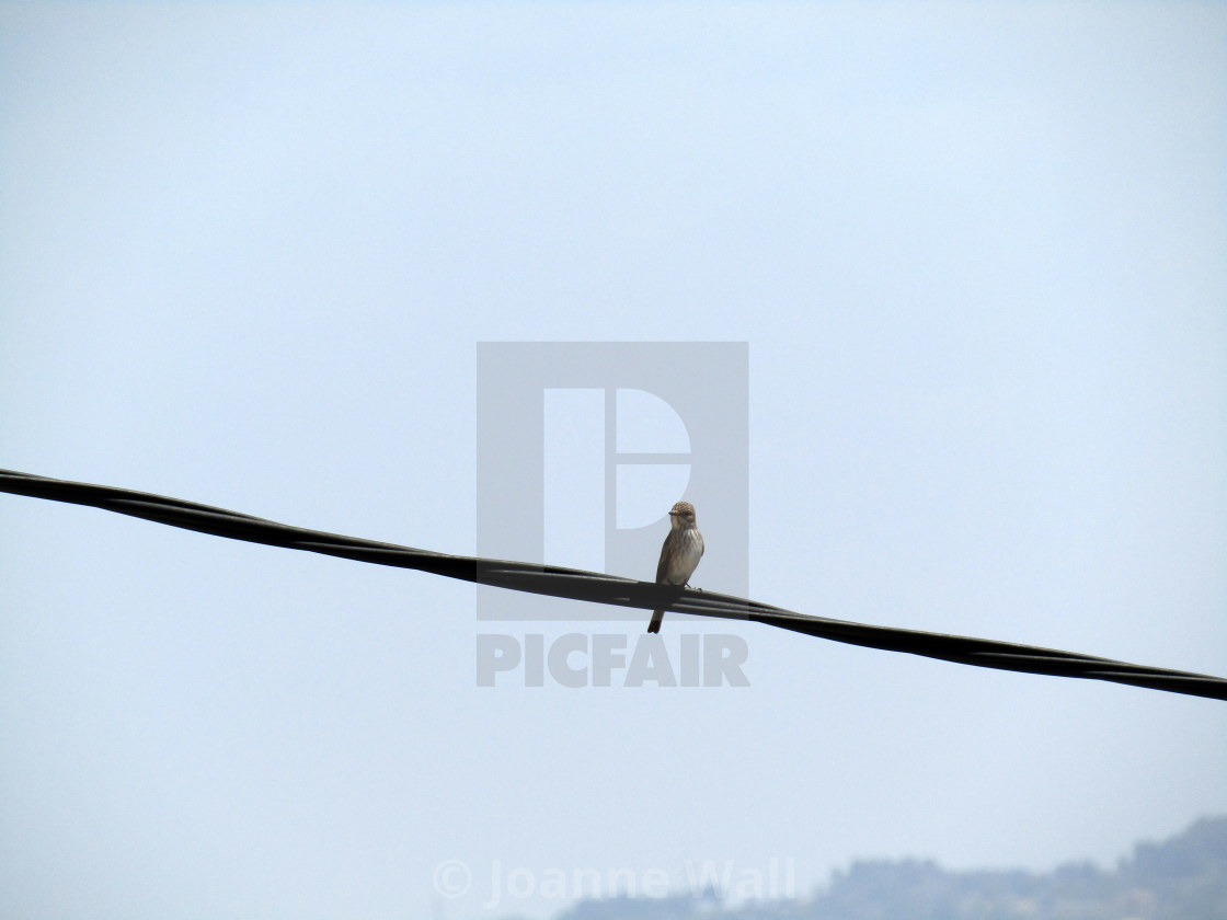 Bird On A Wire License Download Or Print For 10 00 Photos