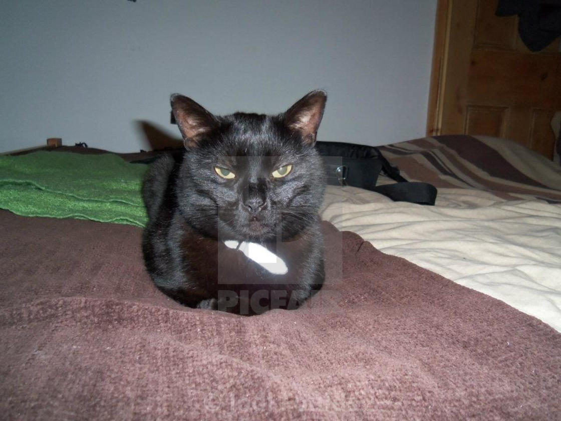 Angry Black Cat License Download Or Print For 6 20 Photos