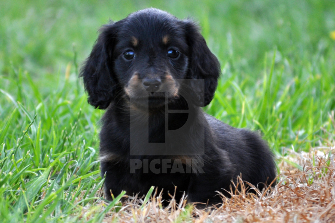 Longhaired Miniature Dachshund - Puppy - Black and Tan - License, download  or print for £18.60 | Photos | Picfair