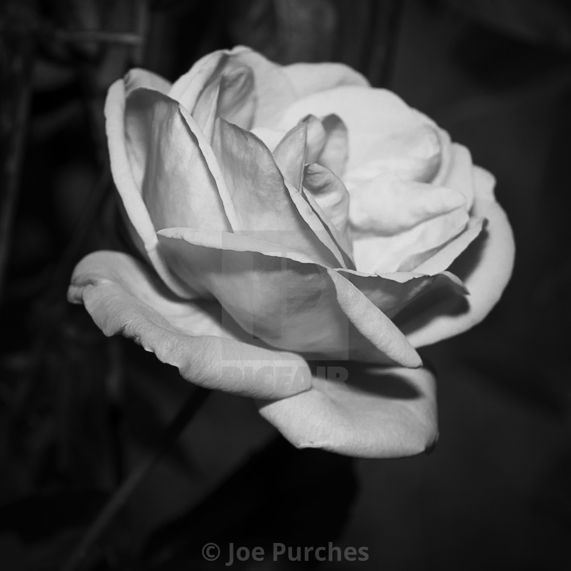 "Rose" stock image