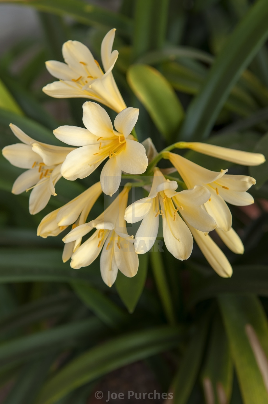 "Frangipani" stock image