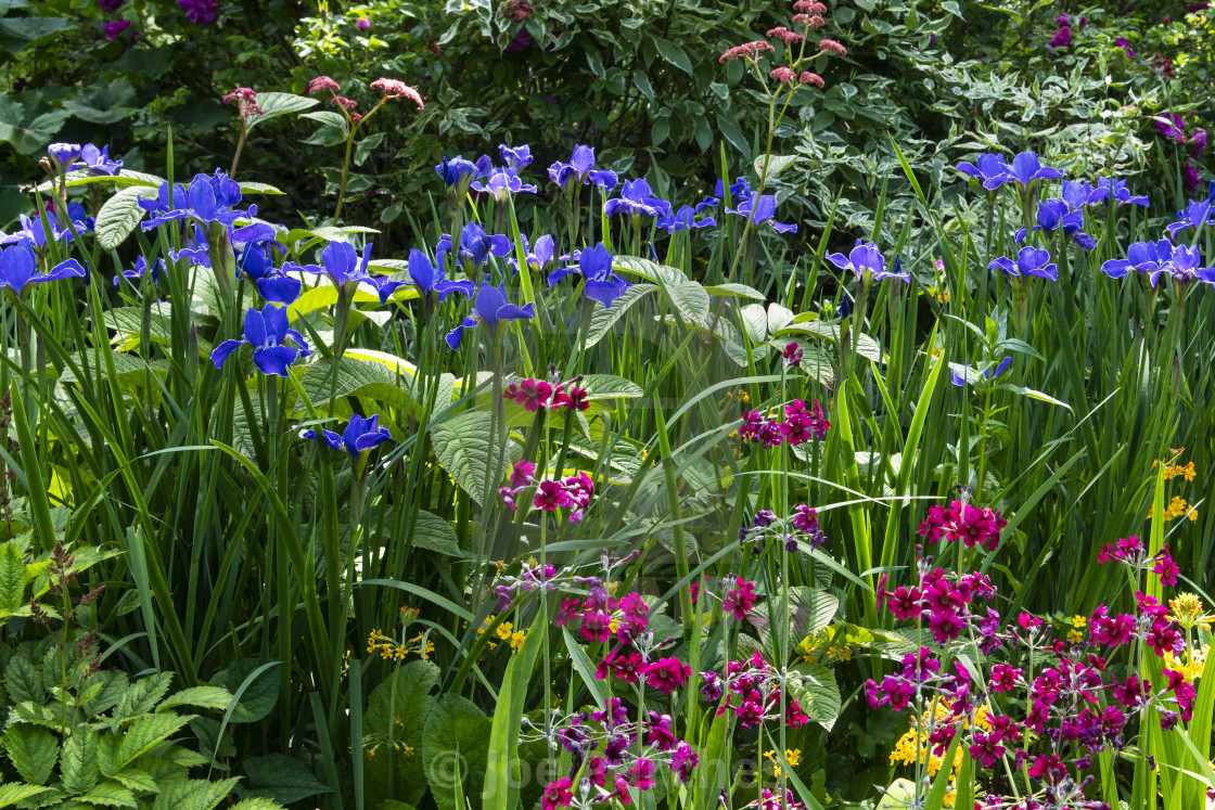 "Watergardens in June" stock image