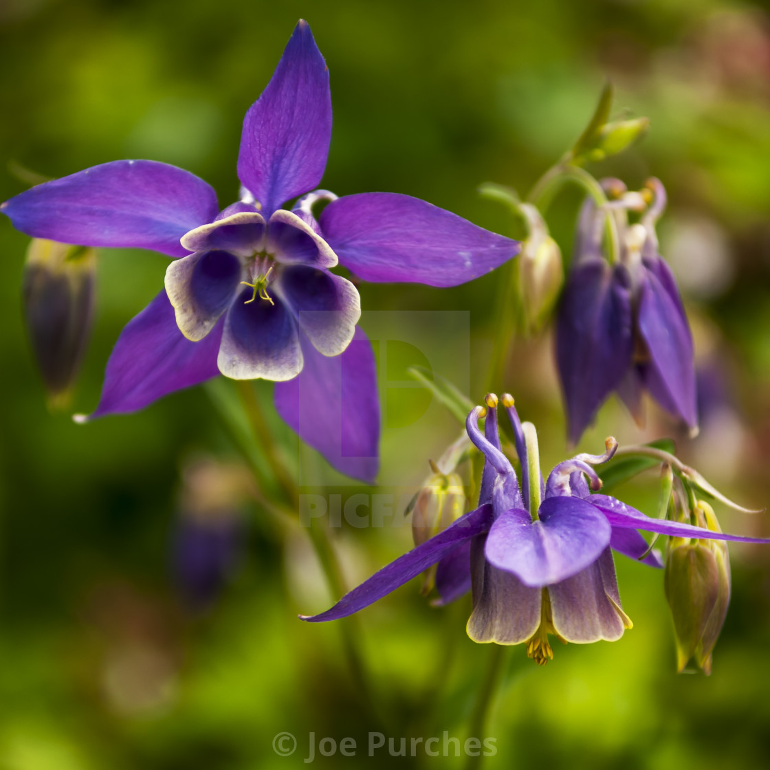 "Aquilegia" stock image