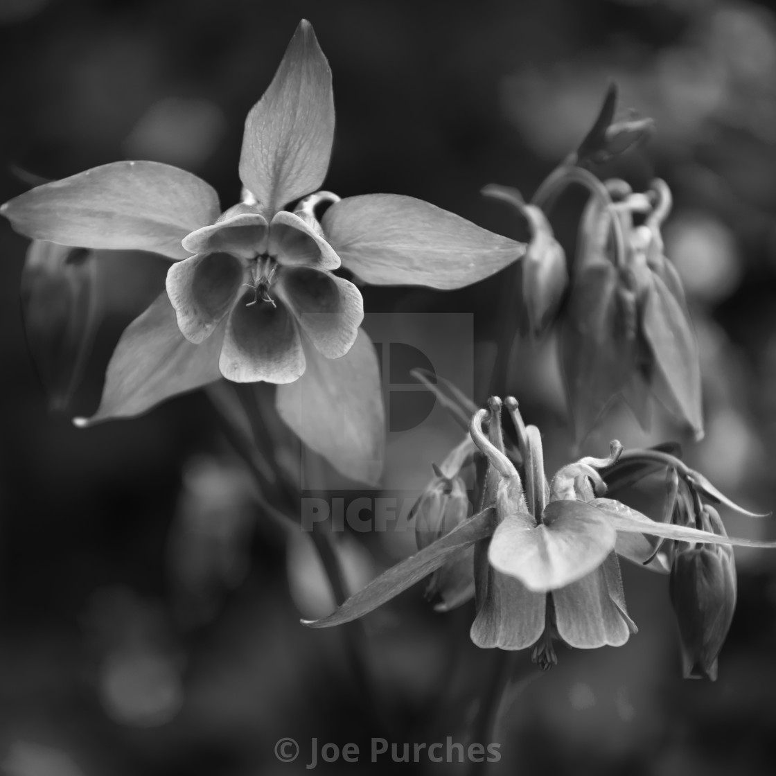 "Aquilegia (Mono)" stock image