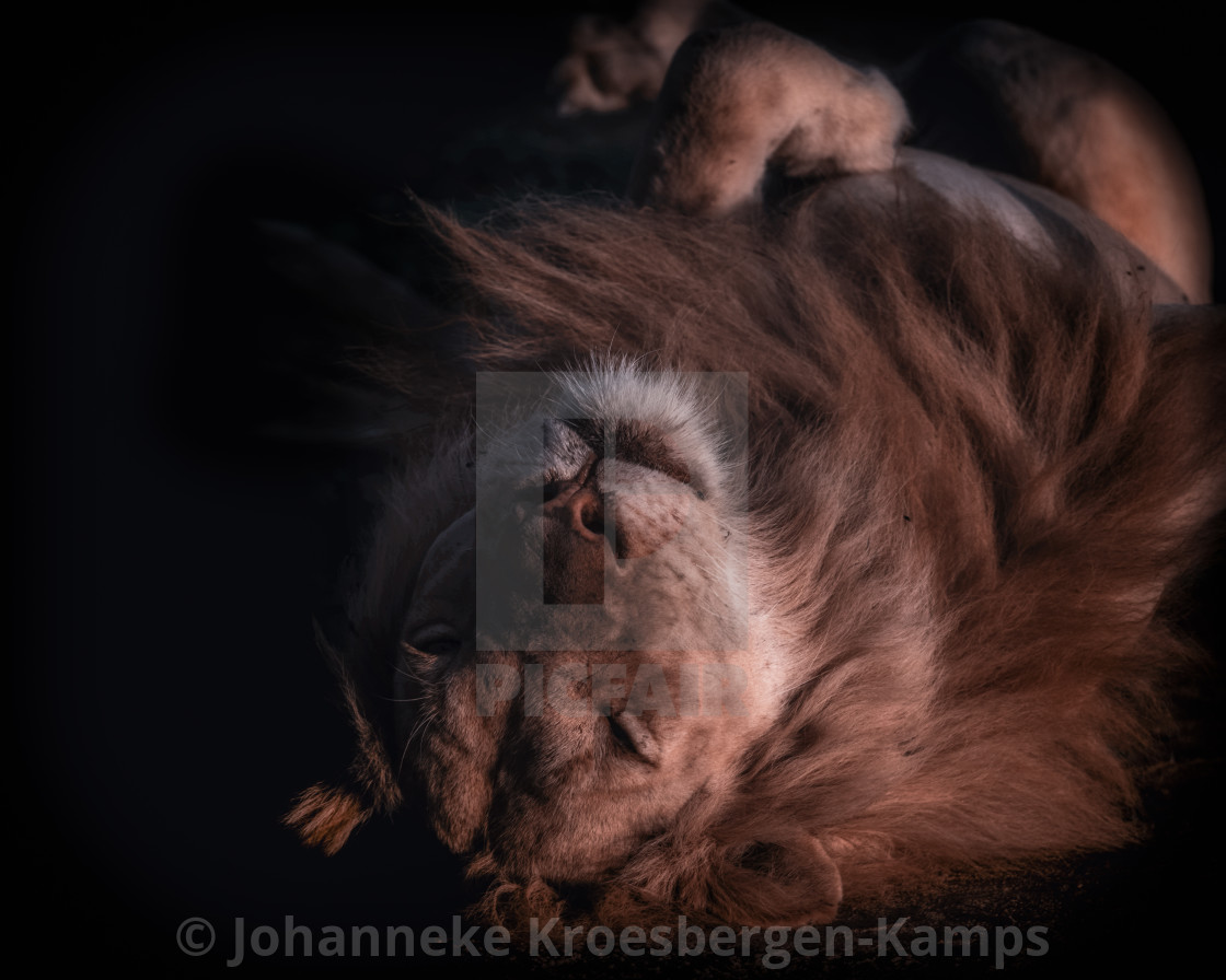 "Lazy lion" by Johanneke Kroesbergen-Kamps - $15.41 "Lazy lion" stock image