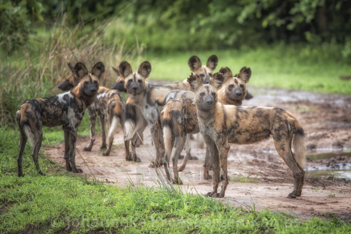 "African Wild Dogs" stock image
