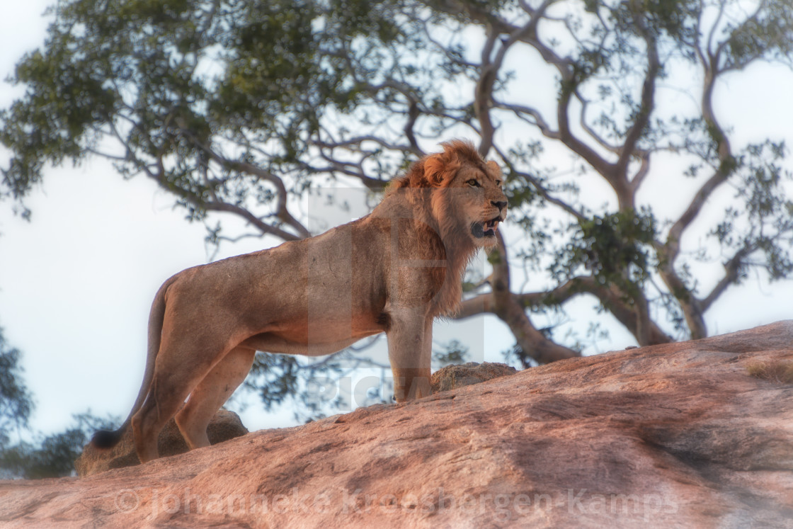 "The lion king" by Johanneke Kroesbergen-Kamps - $15.41 "The lion king" stock image