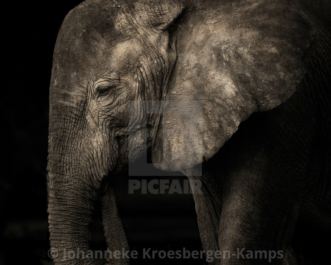 "Elephant without tusks" by Johanneke Kroesbergen-Kamps - $15.41 "Elephant without tusks" stock image