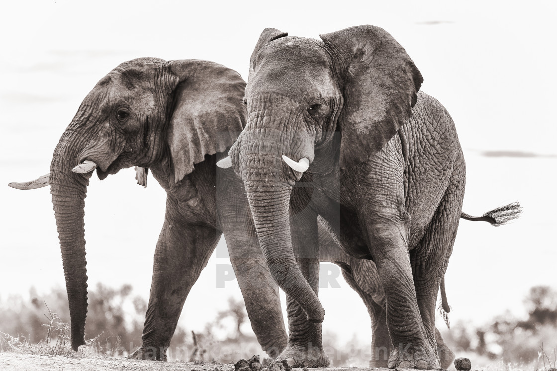 "Naughty elephants" by Johanneke Kroesbergen-Kamps - $15.41 "Naughty elephants" stock image