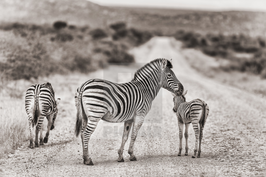 "Zebras on the road" by Johanneke Kroesbergen-Kamps - $15.41 "Zebras on the road" stock image
