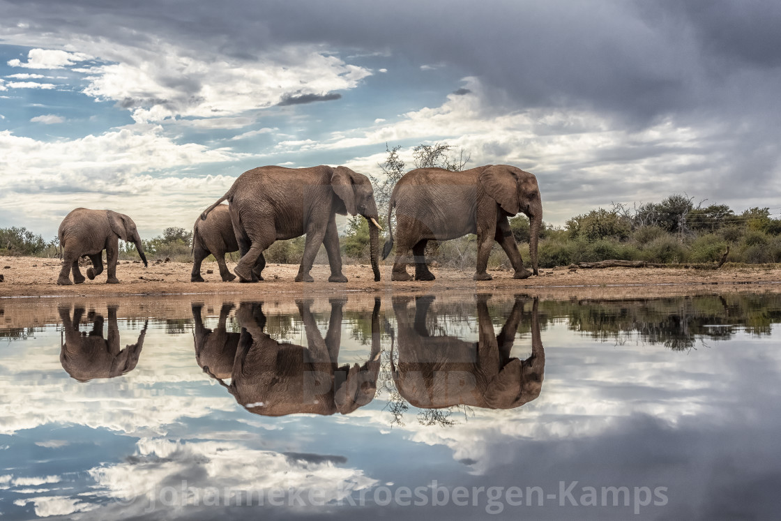 "Elephants at the waterhole" by Johanneke Kroesbergen-Kamps - $15.41 "Elephants at the waterhole" stock image