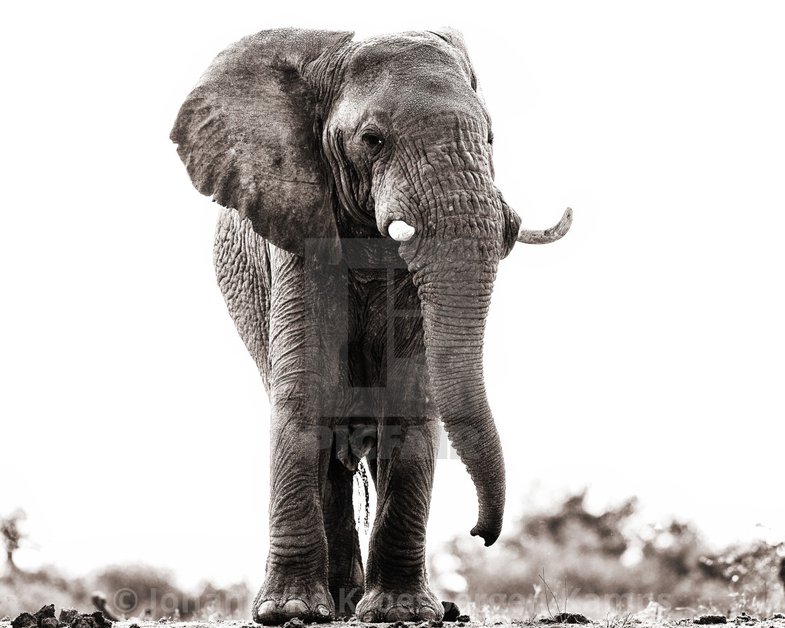 "Majestic elephant bull" stock image