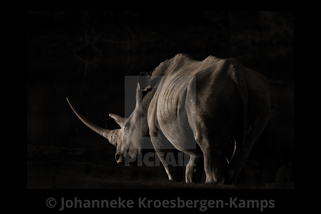 "Rhino in the evening sun" stock image