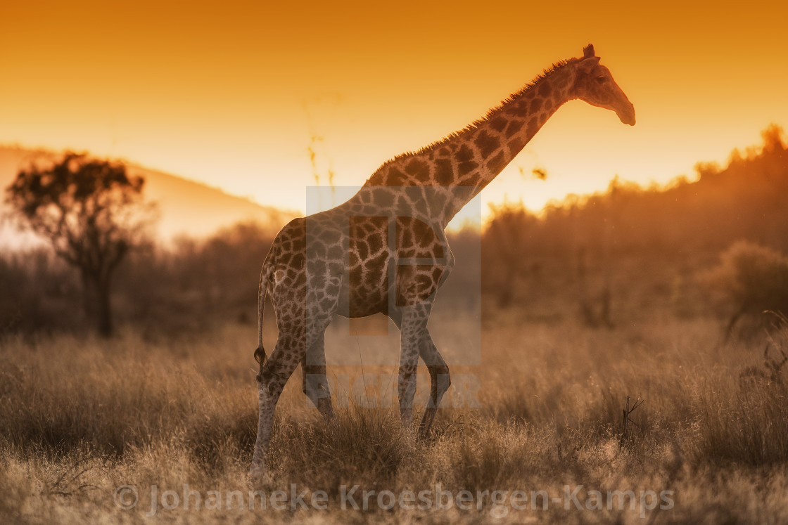 "Giraffe at sunset" by Johanneke Kroesbergen-Kamps - $15.41 "Giraffe at sunset" stock image
