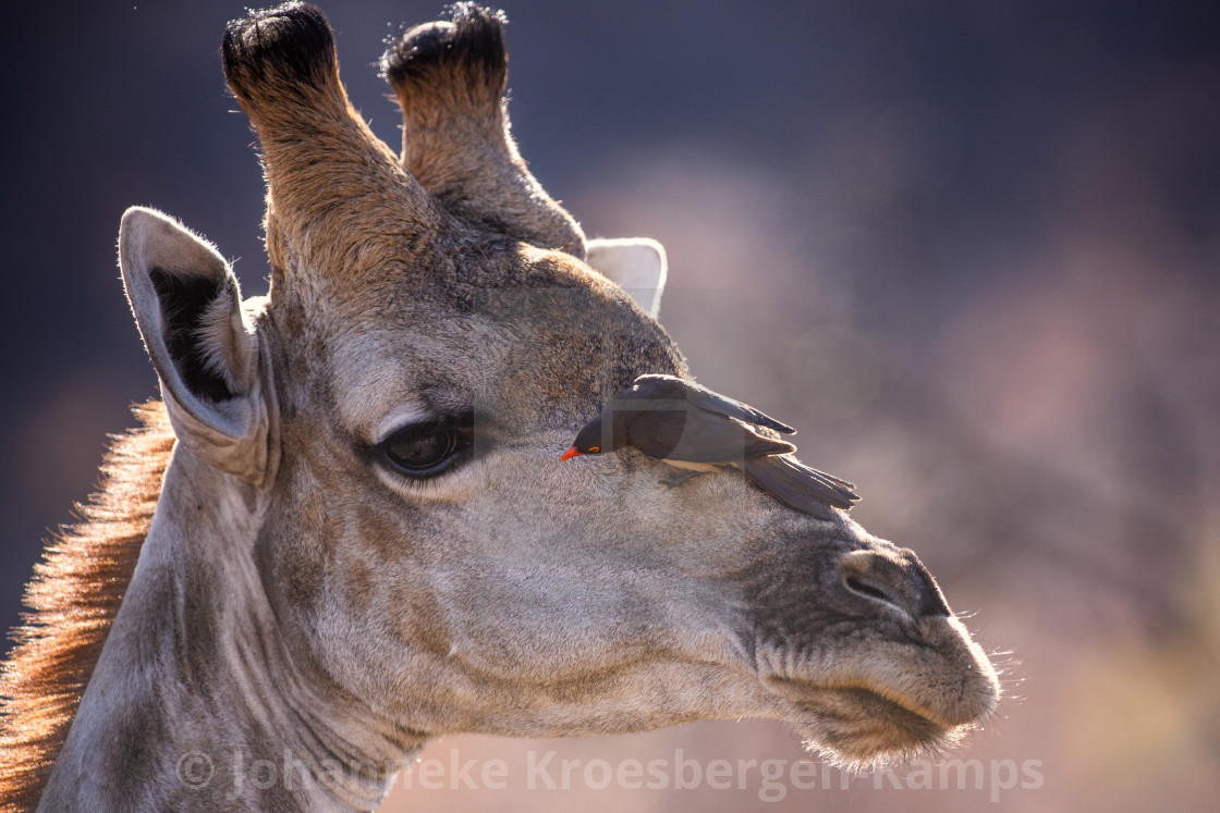 "Giraffe with oxpecker" by Johanneke Kroesbergen-Kamps - $15.41 "Giraffe with oxpecker" stock image