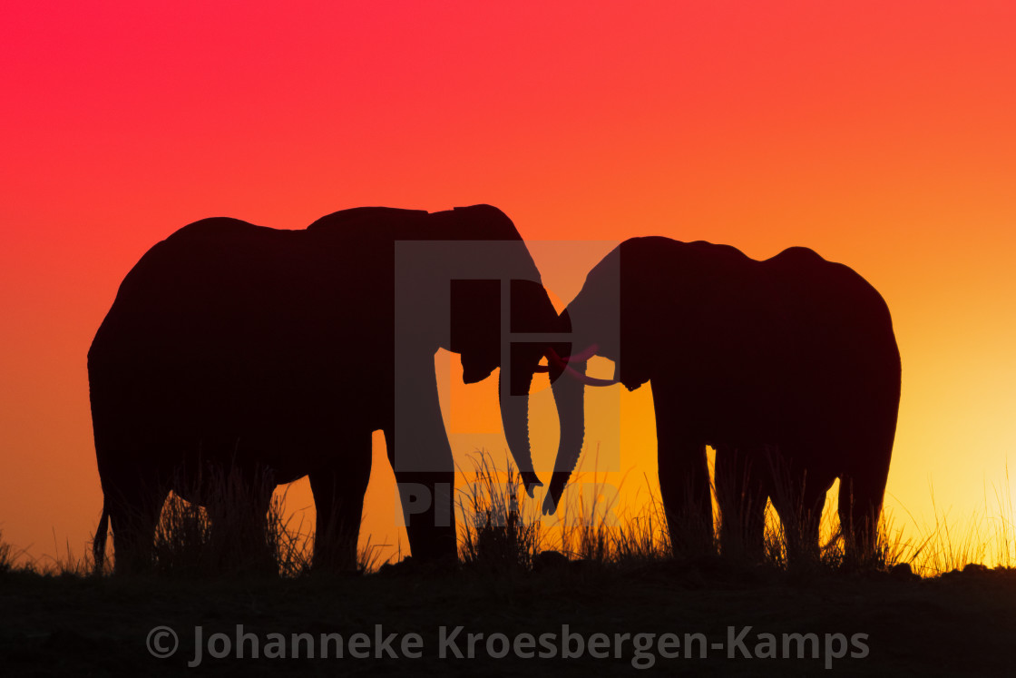 "Elephant sunset" stock image