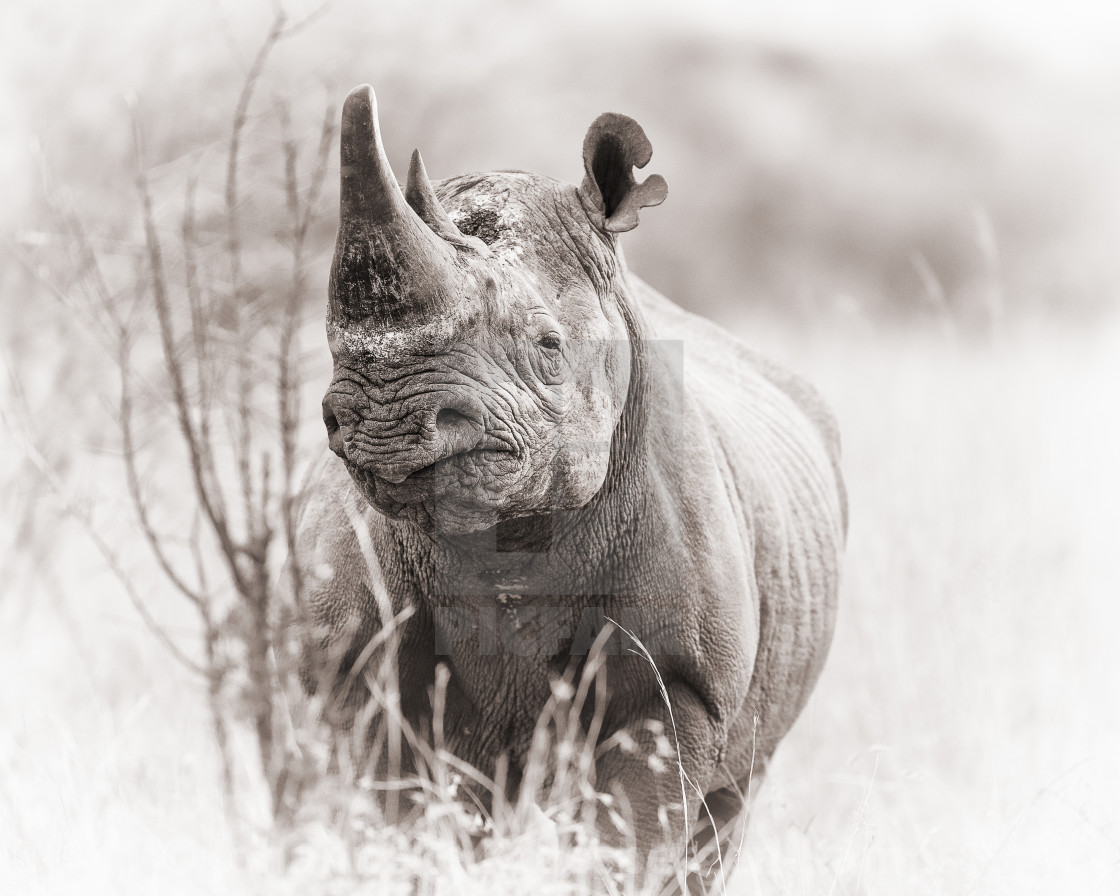 "Black rhinoceros" stock image