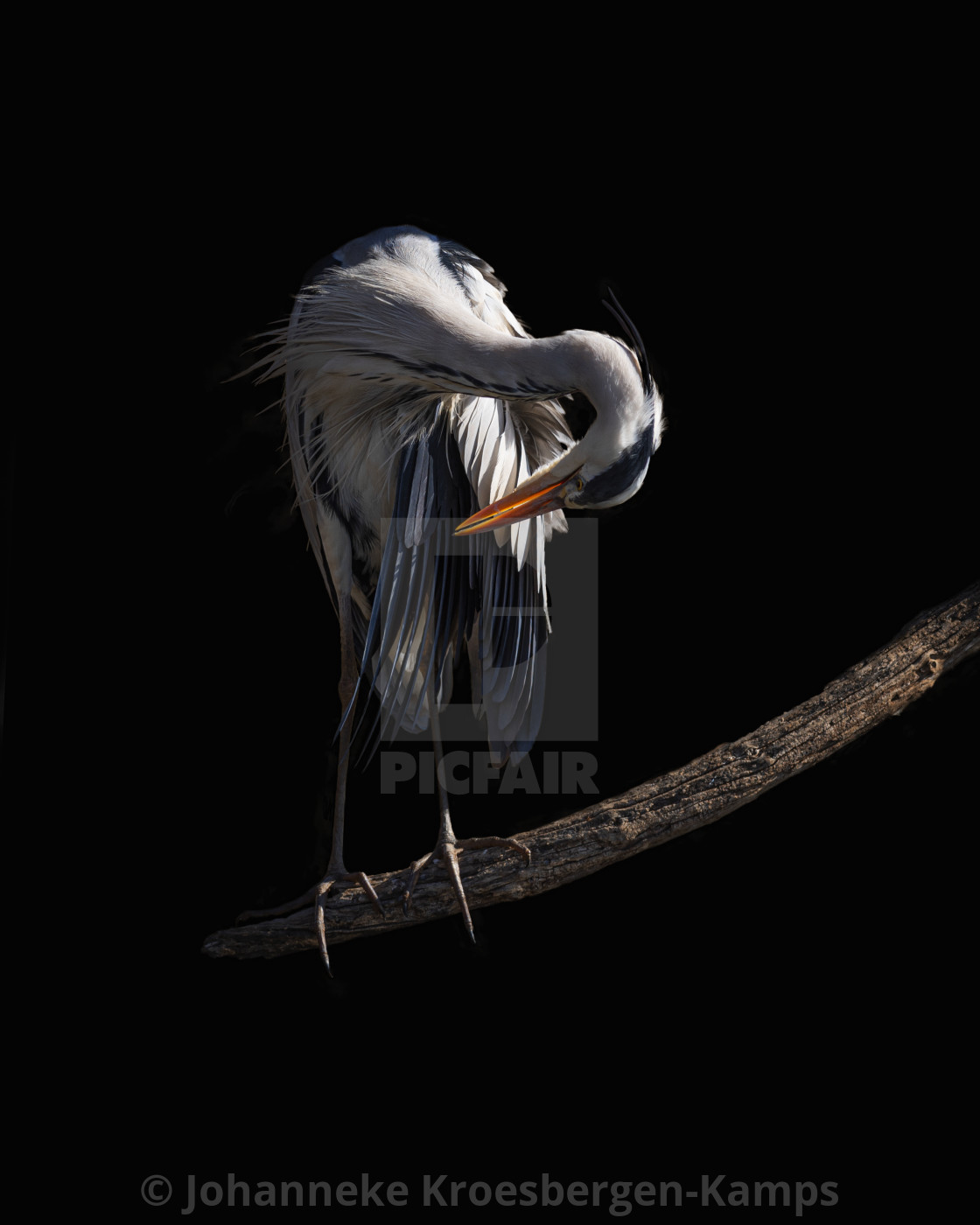 "Heron on black" by Johanneke Kroesbergen-Kamps - $15.41 "Heron on black" stock image