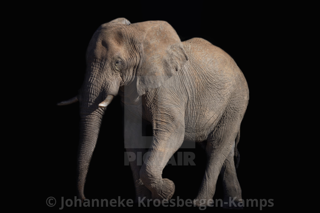 "Elephant bull" by Johanneke Kroesbergen-Kamps - $15.41 "Elephant bull" stock image