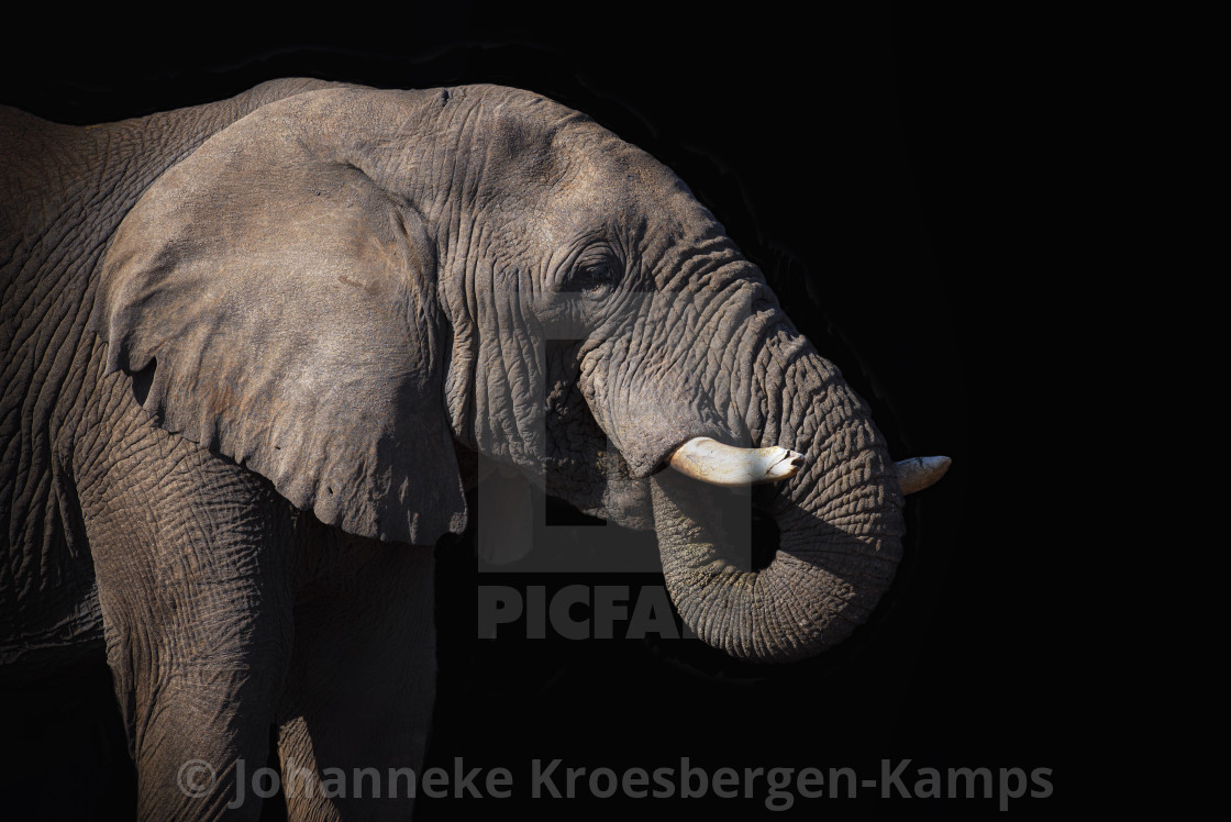 "Elephant with trunk in its mouth" by Johanneke Kroesbergen-Kamps - $15.41 "Elephant with trunk in its mouth" stock image