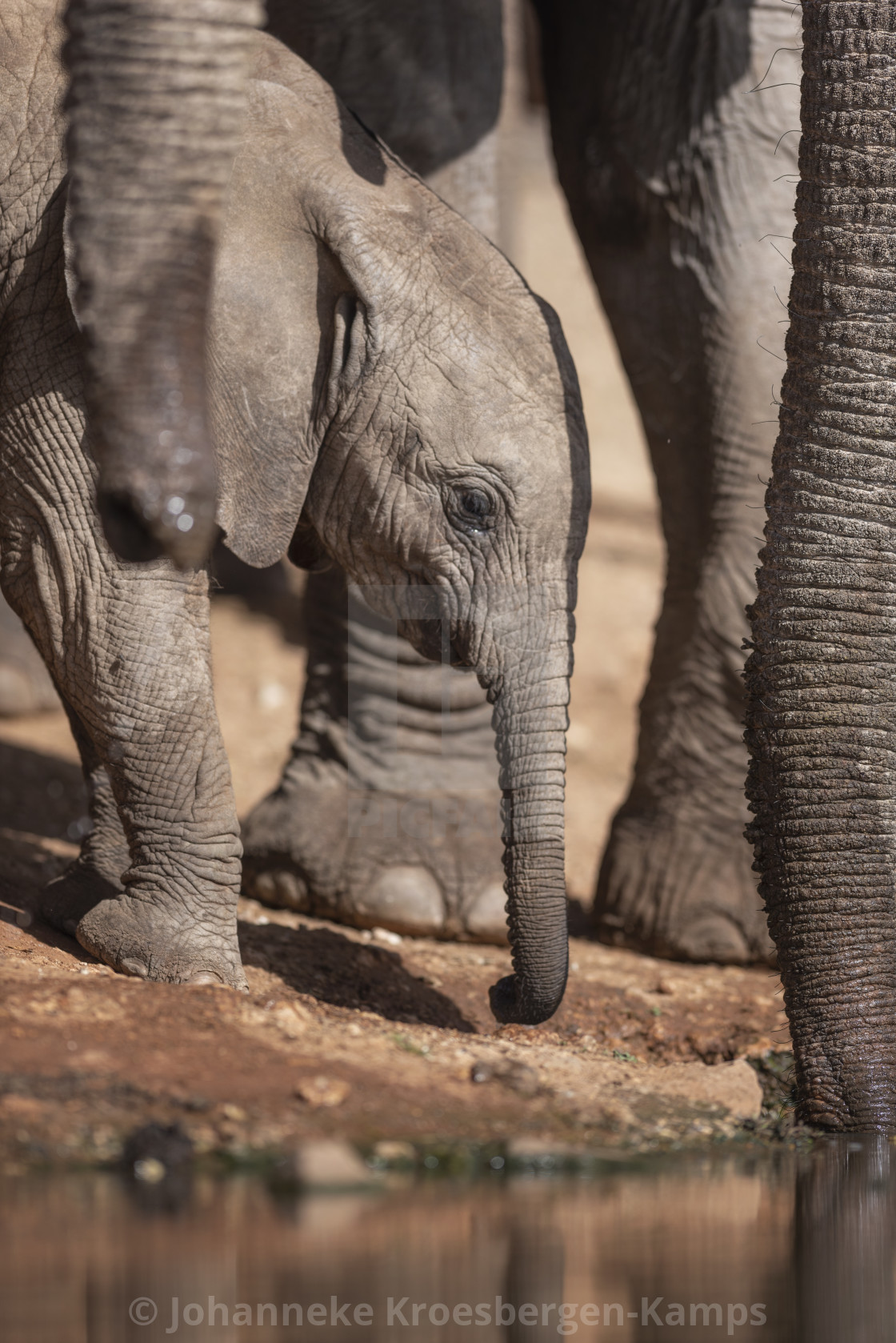 "Baby elephant" by Johanneke Kroesbergen-Kamps - $15.41 "Baby elephant" stock image