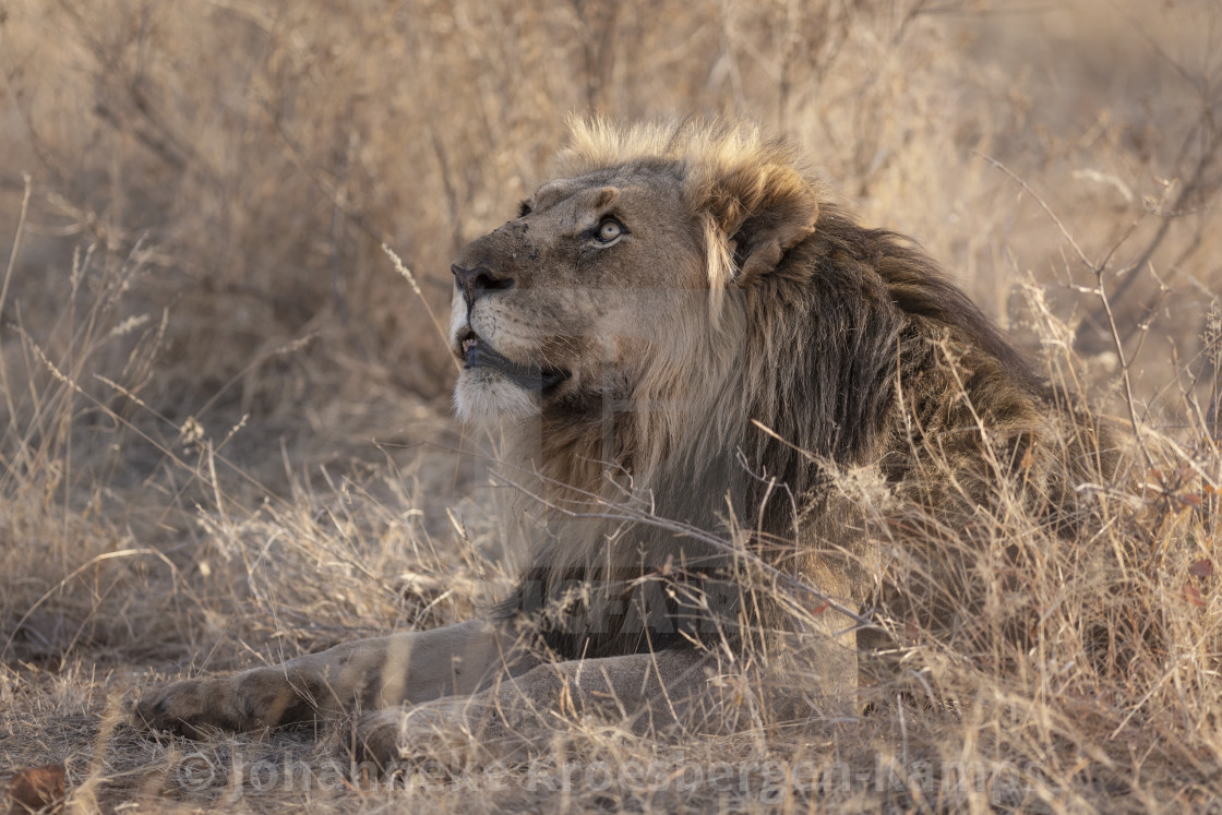 "Lion looking up" by Johanneke Kroesbergen-Kamps - $15.41 "Lion looking up" stock image