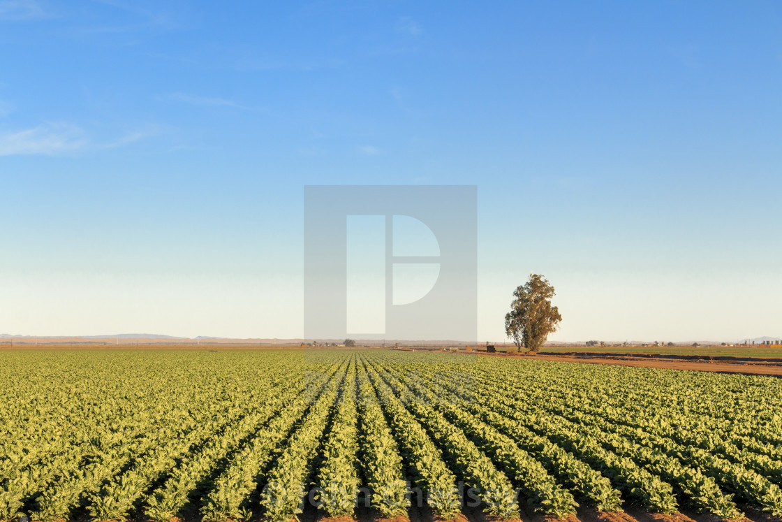 "Imperial Valley, California" by John Chedsey - $7.66 "Imperial Valley, California" stock image