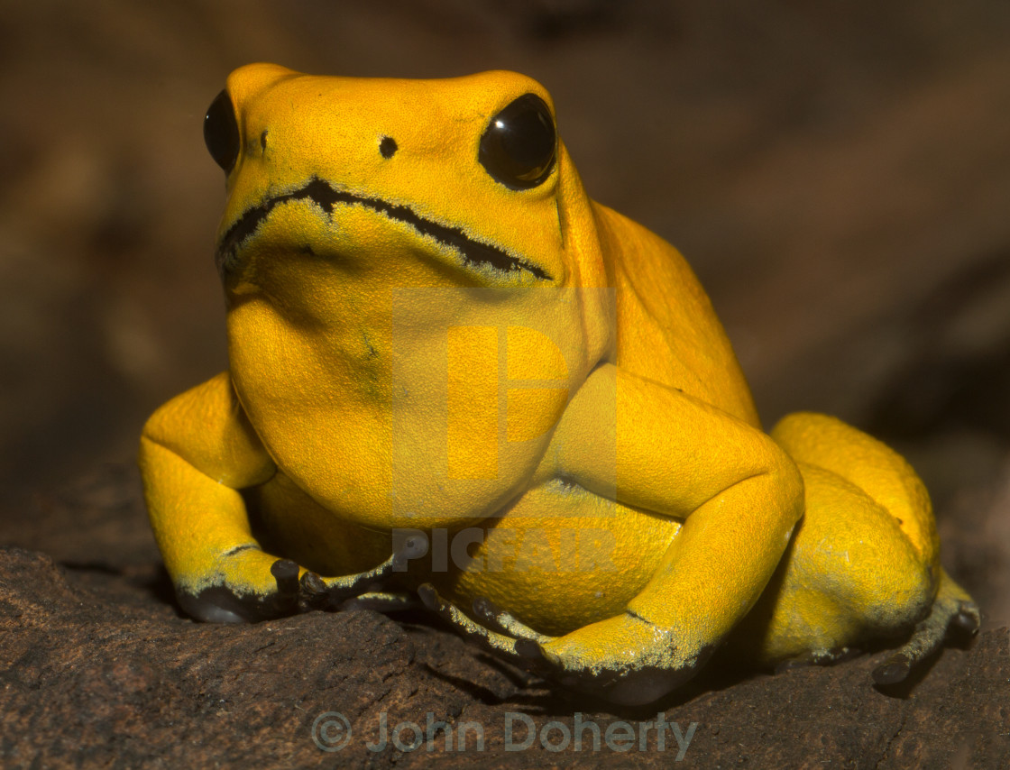 golden poison dart frog