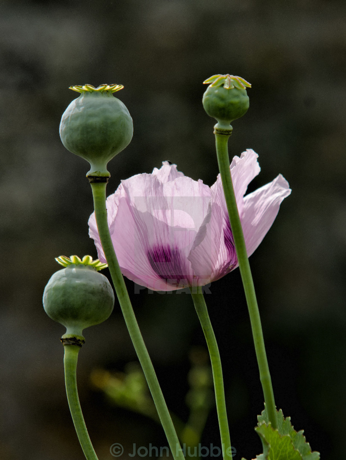 "Poppy" stock image