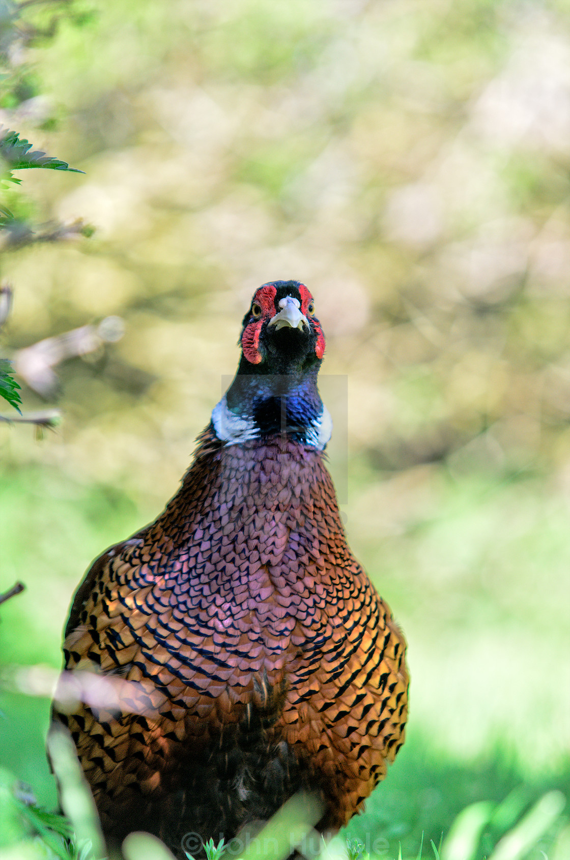 "Alert pheasant" stock image