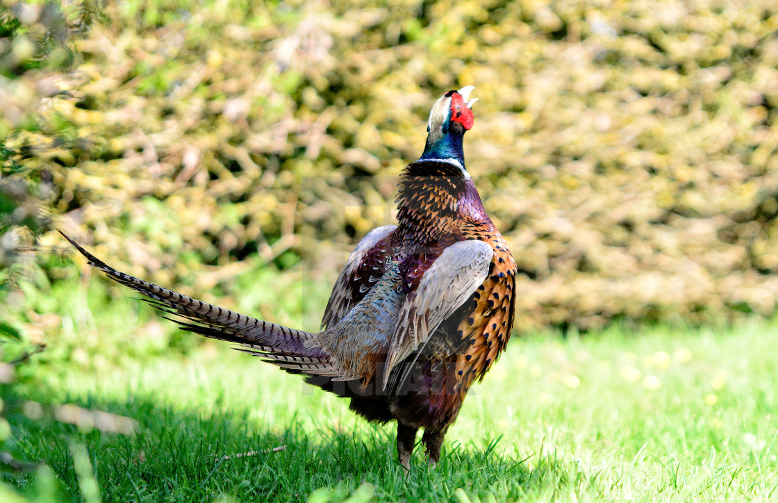 "Cock Pheasant display" stock image