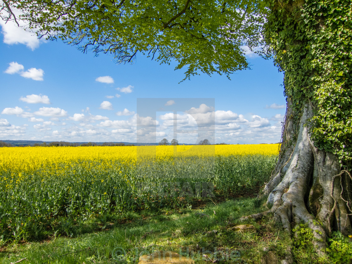 "Field of rape" stock image