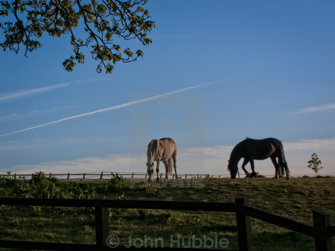 "Grazing" stock image