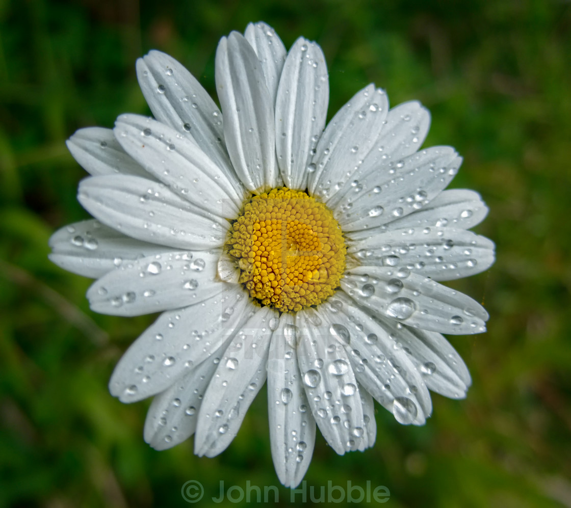 "Wet Daisy" stock image