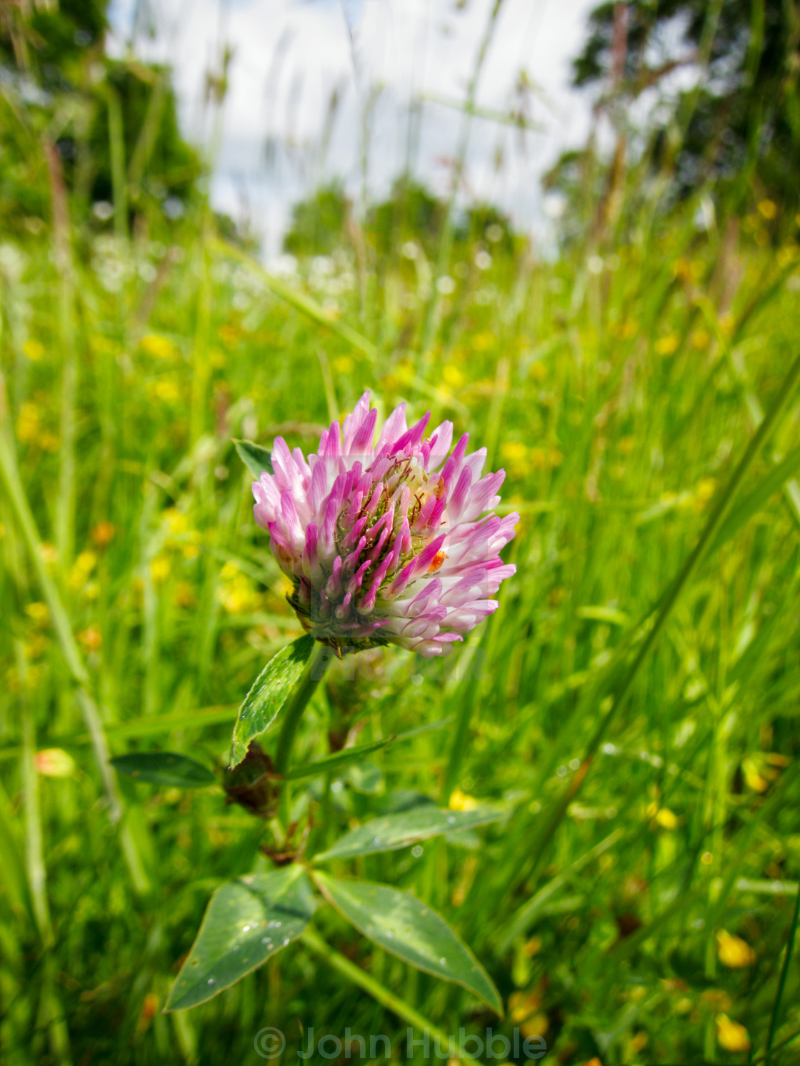 "Red Clover" stock image
