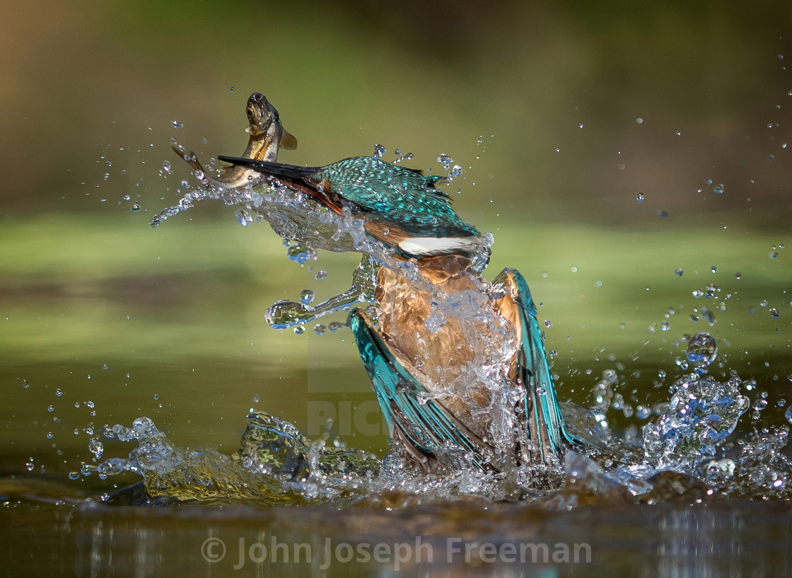 "Kingfisher" stock image