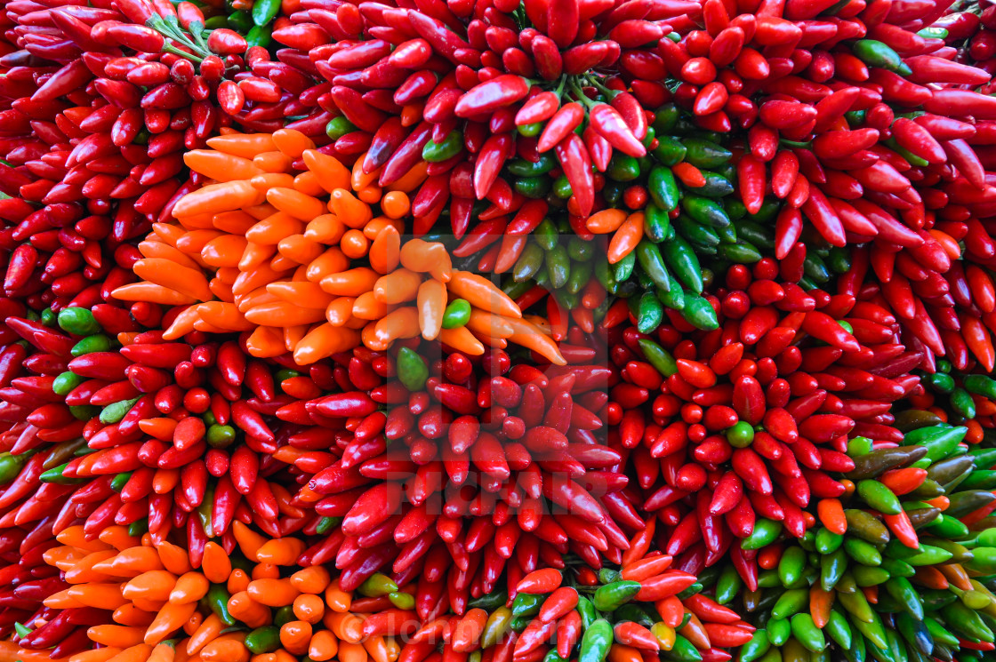 "bunches of Italian red, green and yellow pepper" by John Karraca - $10.60 "bunches of Italian red, green and yellow pepper" stock image
