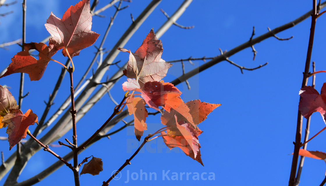 "the leaves in autumn are colored orange and brown creating a nice contrast with the colors of the blue sky" by John Karraca - $4.58 "the leaves in autumn are colored orange and brown creating a nice contrast with the colors of the blue sky" stock image
