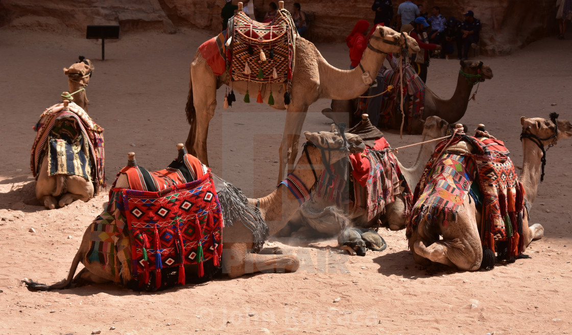 "camels are used to walk on sand and to transport people" by John Karraca - $4.58 "camels are used to walk on sand and to transport people" stock image