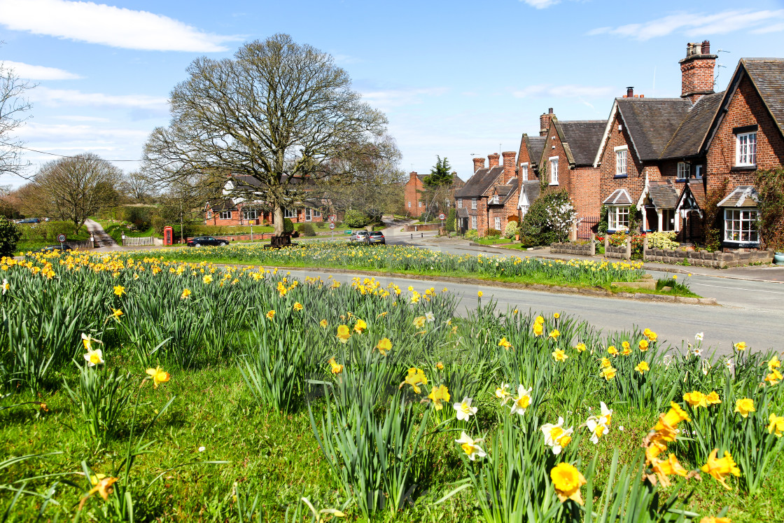 "Daffodils on the village green at Astbury Cheshire England UK" stock image